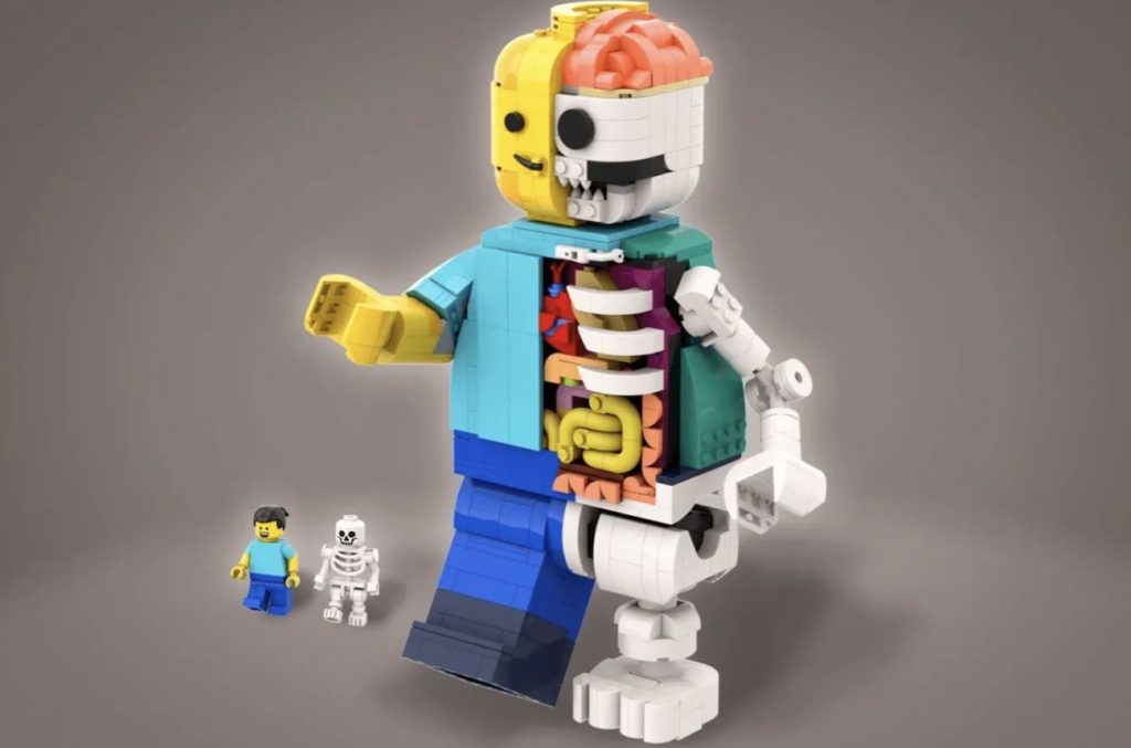 LEGO Ideas LEGO Anatomy