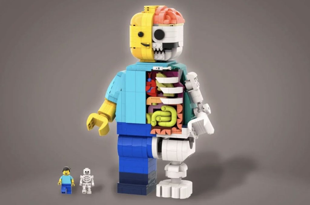 LEGO Ideas LEGO Anatomy