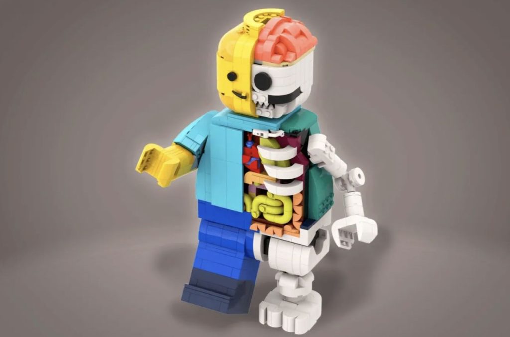 LEGO Ideas LEGO Anatomy