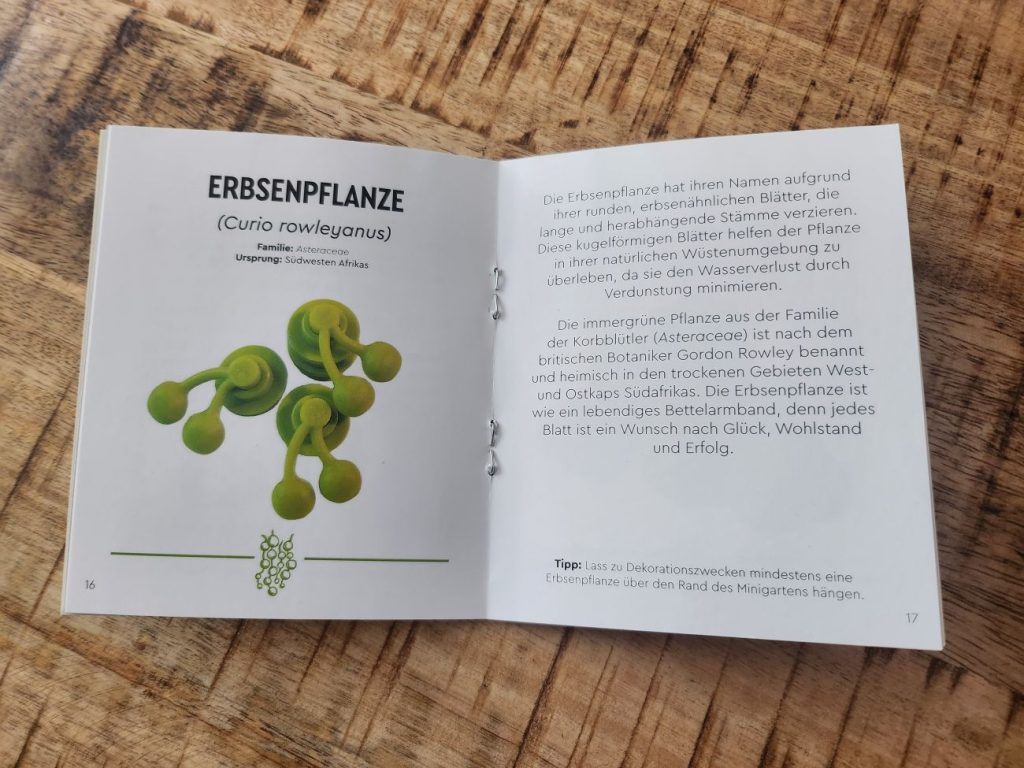 LEGO Botanicals Kakteen im Kurz-Review